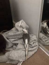 Lost Cockatiel