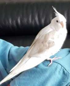 Lost Cockatiel
