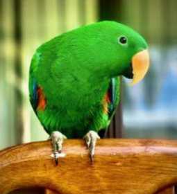 Lost Eclectus