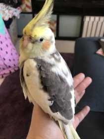 Lost Cockatiel