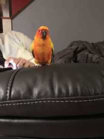 Lost Conure