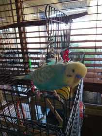 Lost Budgerigar