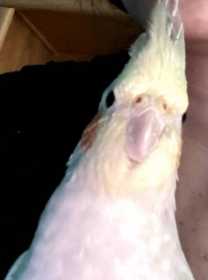 Lost Cockatiel
