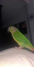 Lost Conure