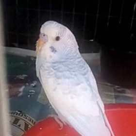 Lost Budgerigar