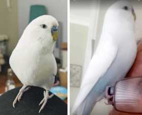 Lost Budgerigar