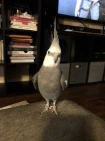 Lost Cockatiel