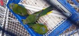 Lost Turquoise / Turk