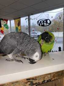 Lost African Grey