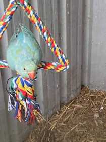 Lost Indian Ringneck Parakeet