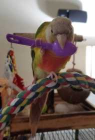 Lost Conure