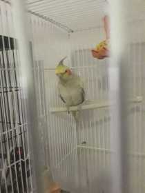 Lost Cockatiel