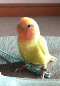 Lost Lovebird
