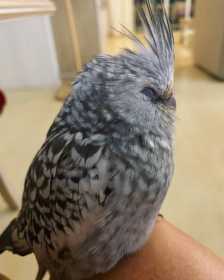 Lost Cockatiel