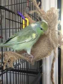 Lost Parrotlet