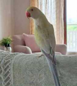 Lost Indian Ringneck Parakeet