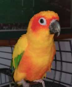 Lost Conure