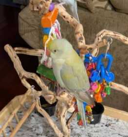 Lost Indian Ringneck Parakeet