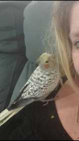 Lost Cockatiel