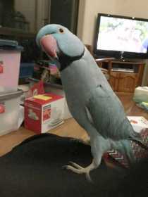 Lost Indian Ringneck Parakeet