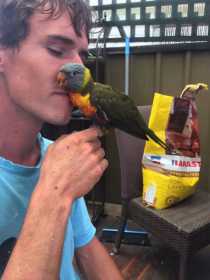 Lost Lory / Lorikeet