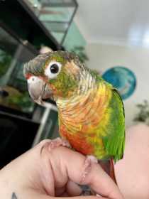 Lost Conure