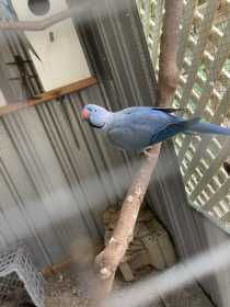 Lost Indian Ringneck Parakeet