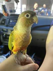 Lost Conure