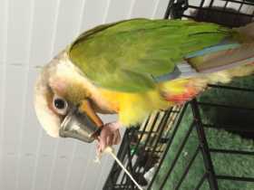 Lost Conure