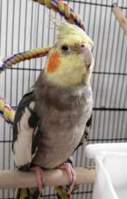 Lost Cockatiel