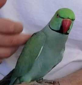 Lost Indian Ringneck Parakeet