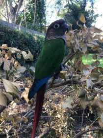 Lost Conure