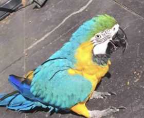 Lost Macaw