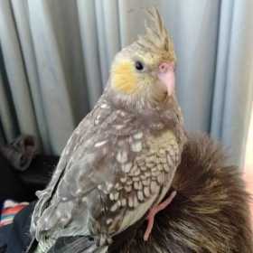 Lost Cockatiel