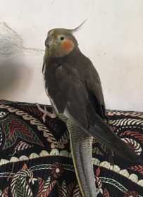 Lost Cockatiel