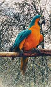 Lost Macaw