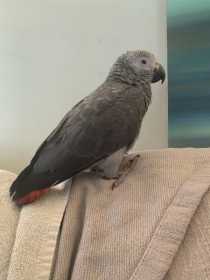 Lost African Grey