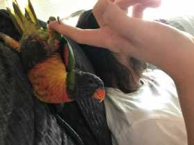 Lost Lory / Lorikeet