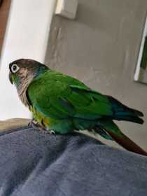 Lost Conure