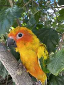 Lost Conure