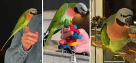 Lost Mustached / Moustached Parakeet