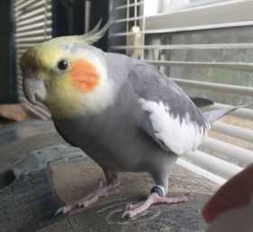 Lost Cockatiel