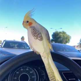 Lost Cockatiel