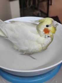 Lost Cockatiel