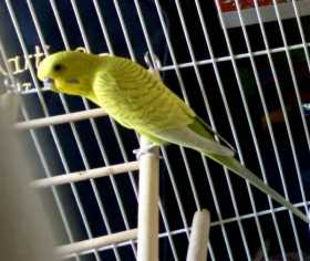 Lost Parakeet