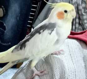Lost Cockatiel