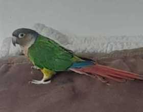 Lost Conure