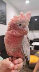 Lost Galah Cockatoo