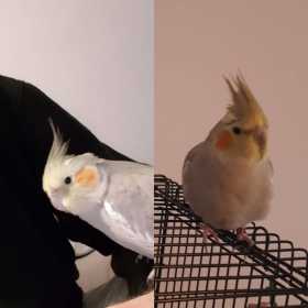 Lost Cockatiel