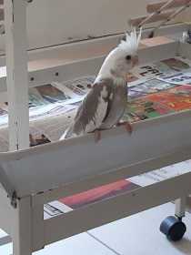 Lost Cockatiel